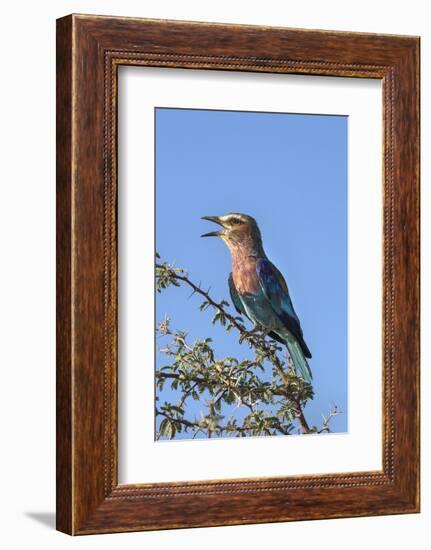 Lilac-Breasted Roller (Coracias Caudatus), Kgalagadi Transfrontier Park, Northern Cape, Africa-Ann & Steve Toon-Framed Photographic Print