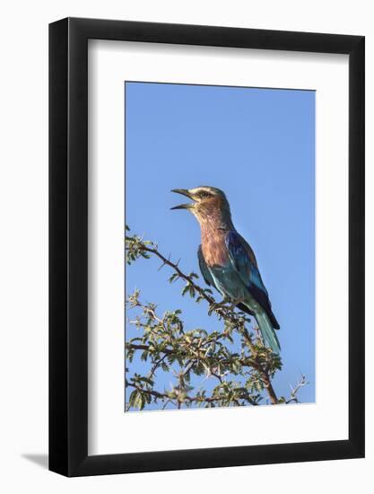 Lilac-Breasted Roller (Coracias Caudatus), Kgalagadi Transfrontier Park, Northern Cape, Africa-Ann & Steve Toon-Framed Photographic Print