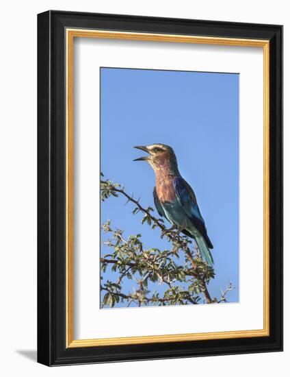 Lilac-Breasted Roller (Coracias Caudatus), Kgalagadi Transfrontier Park, Northern Cape, Africa-Ann & Steve Toon-Framed Photographic Print