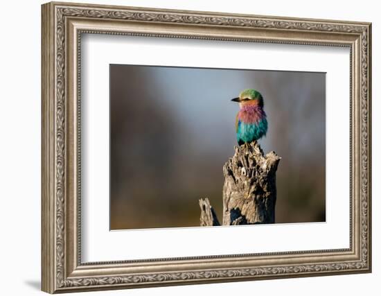 Lilac-breasted roller, Coracias caudatus, perching on a dead tree stump. Okavango Delta, Botswana.-Sergio Pitamitz-Framed Photographic Print