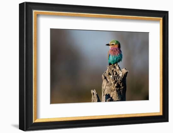 Lilac-breasted roller, Coracias caudatus, perching on a dead tree stump. Okavango Delta, Botswana.-Sergio Pitamitz-Framed Photographic Print