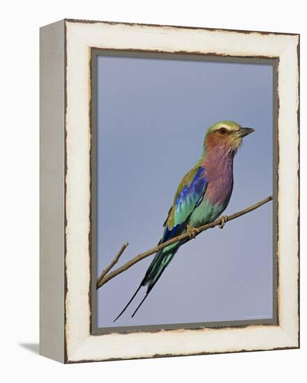 Lilac-Breasted Roller, Encompassing the Former Kruger National Park, Africa-James Hager-Framed Premier Image Canvas