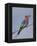 Lilac-Breasted Roller, Encompassing the Former Kruger National Park, Africa-James Hager-Framed Premier Image Canvas