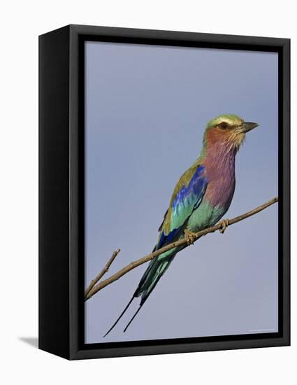 Lilac-Breasted Roller, Encompassing the Former Kruger National Park, Africa-James Hager-Framed Premier Image Canvas