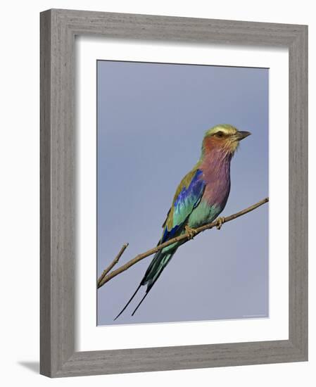 Lilac-Breasted Roller, Encompassing the Former Kruger National Park, Africa-James Hager-Framed Photographic Print