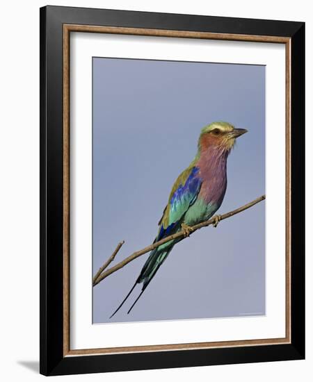 Lilac-Breasted Roller, Encompassing the Former Kruger National Park, Africa-James Hager-Framed Photographic Print