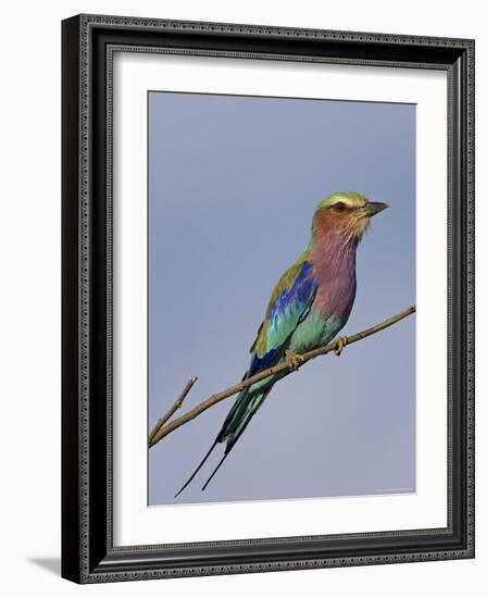 Lilac-Breasted Roller, Encompassing the Former Kruger National Park, Africa-James Hager-Framed Photographic Print