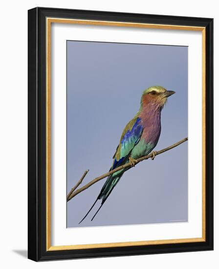 Lilac-Breasted Roller, Encompassing the Former Kruger National Park, Africa-James Hager-Framed Photographic Print