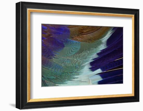 Lilac Breasted Roller Feathers Pattern-Darrell Gulin-Framed Photographic Print