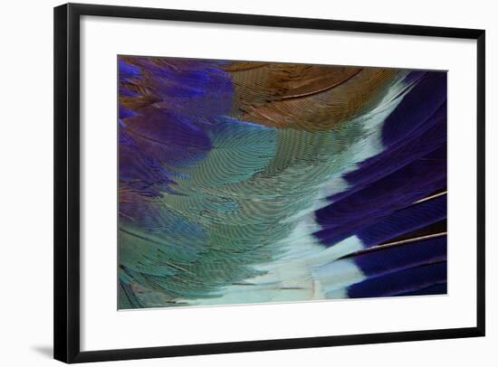 Lilac Breasted Roller Feathers Pattern-Darrell Gulin-Framed Photographic Print