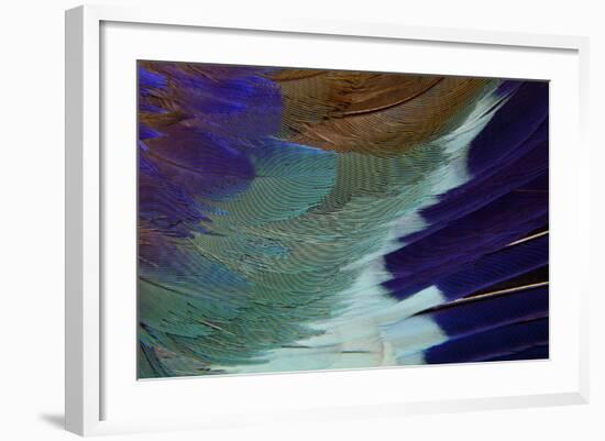 Lilac Breasted Roller Feathers Pattern-Darrell Gulin-Framed Photographic Print