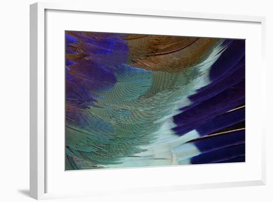 Lilac Breasted Roller Feathers Pattern-Darrell Gulin-Framed Photographic Print