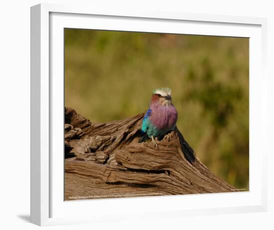 Lilac Breasted Roller Full Bleed-Martin Fowkes-Framed Giclee Print