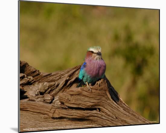 Lilac Breasted Roller Full Bleed-Martin Fowkes-Mounted Giclee Print
