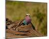 Lilac Breasted Roller Full Bleed-Martin Fowkes-Mounted Giclee Print