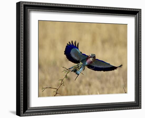 Lilac-Breasted Roller Landing with a Grasshopper in its Beak, Masai Mara National Reserve, Kenya-James Hager-Framed Photographic Print