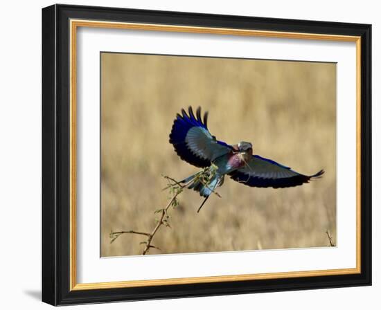 Lilac-Breasted Roller Landing with a Grasshopper in its Beak, Masai Mara National Reserve, Kenya-James Hager-Framed Photographic Print