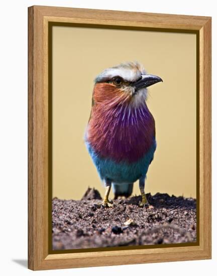 Lilac-Breasted Roller, Maasai Mara, Kenya-Joe Restuccia III-Framed Premier Image Canvas