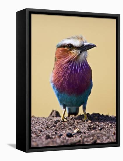 Lilac-Breasted Roller, Maasai Mara, Kenya-Joe Restuccia III-Framed Premier Image Canvas