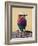 Lilac-Breasted Roller, Maasai Mara, Kenya-Joe Restuccia III-Framed Photographic Print