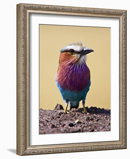 Lilac-Breasted Roller, Maasai Mara, Kenya-Joe Restuccia III-Framed Photographic Print