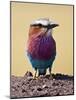 Lilac-Breasted Roller, Maasai Mara, Kenya-Joe Restuccia III-Mounted Photographic Print