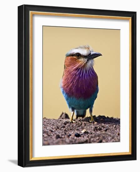 Lilac-Breasted Roller, Maasai Mara, Kenya-Joe Restuccia III-Framed Photographic Print