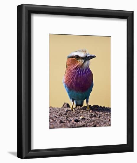 Lilac-Breasted Roller, Maasai Mara, Kenya-Joe Restuccia III-Framed Photographic Print