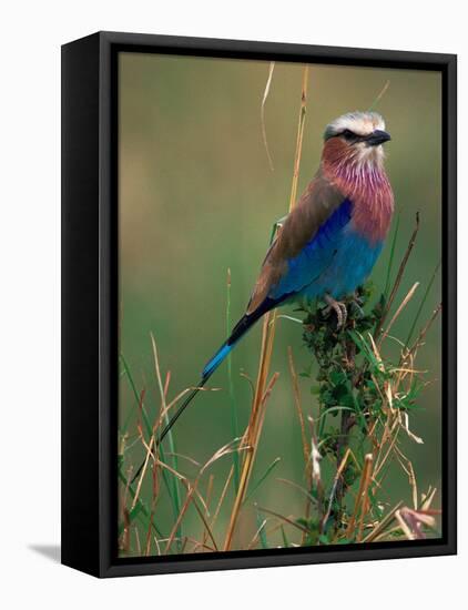 Lilac Breasted Roller, Masai Mara, Kenya-Dee Ann Pederson-Framed Premier Image Canvas