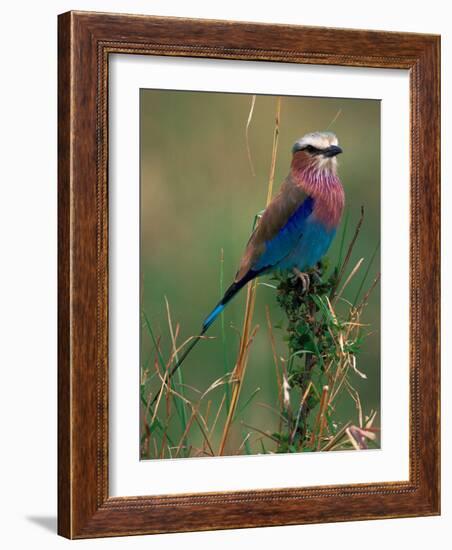 Lilac Breasted Roller, Masai Mara, Kenya-Dee Ann Pederson-Framed Photographic Print