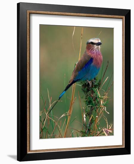 Lilac Breasted Roller, Masai Mara, Kenya-Dee Ann Pederson-Framed Photographic Print