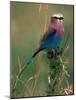 Lilac Breasted Roller, Masai Mara, Kenya-Dee Ann Pederson-Mounted Photographic Print