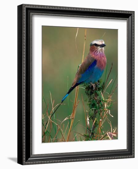 Lilac Breasted Roller, Masai Mara, Kenya-Dee Ann Pederson-Framed Photographic Print