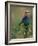 Lilac Breasted Roller, Masai Mara, Kenya-Dee Ann Pederson-Framed Photographic Print