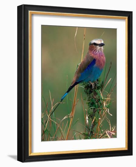 Lilac Breasted Roller, Masai Mara, Kenya-Dee Ann Pederson-Framed Photographic Print