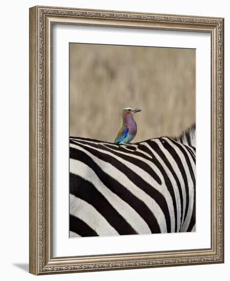 Lilac-Breasted Roller on the Back of a Grants Zebra-James Hager-Framed Photographic Print