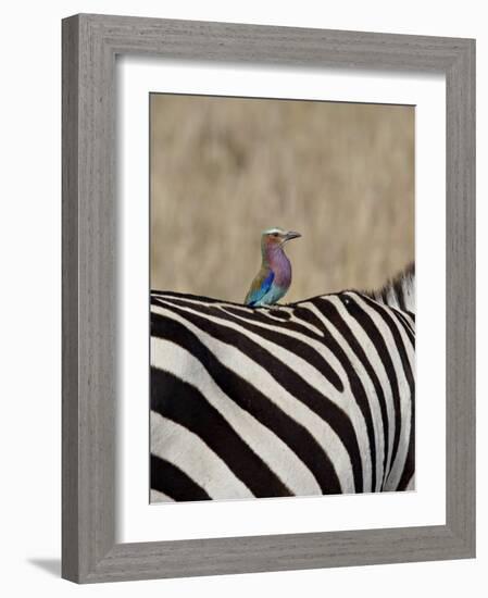 Lilac-Breasted Roller on the Back of a Grants Zebra-James Hager-Framed Photographic Print