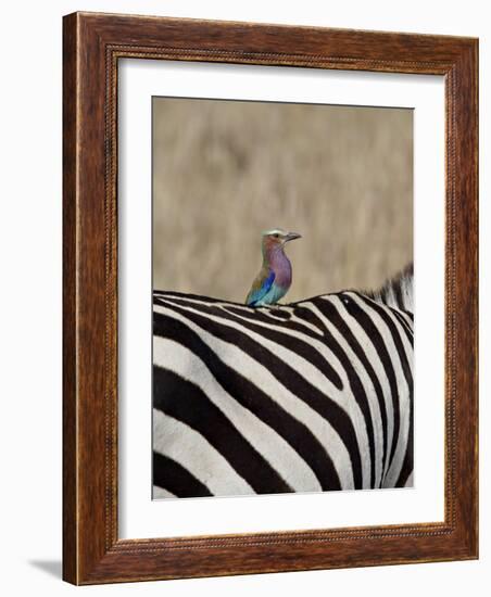 Lilac-Breasted Roller on the Back of a Grants Zebra-James Hager-Framed Photographic Print