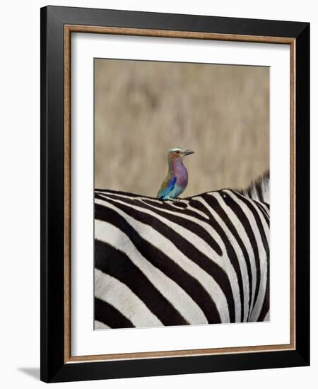 Lilac-Breasted Roller on the Back of a Grants Zebra-James Hager-Framed Photographic Print