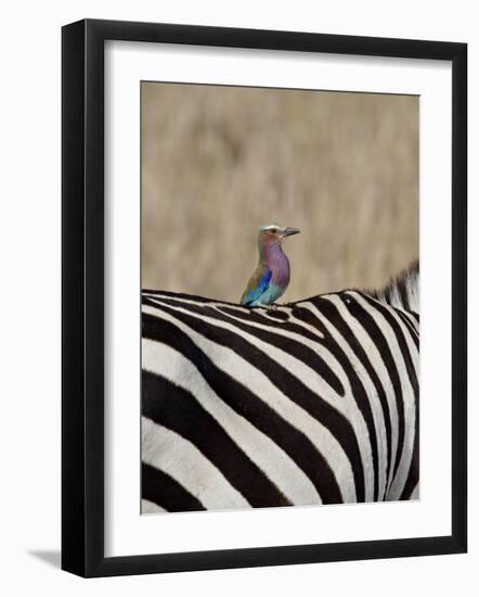 Lilac-Breasted Roller on the Back of a Grants Zebra-James Hager-Framed Photographic Print