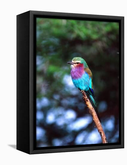 Lilac Breasted Roller, Tanzania-David Northcott-Framed Premier Image Canvas