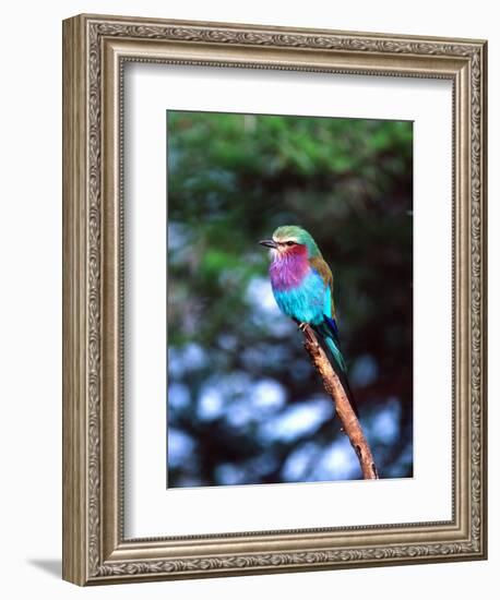 Lilac Breasted Roller, Tanzania-David Northcott-Framed Photographic Print