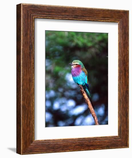 Lilac Breasted Roller, Tanzania-David Northcott-Framed Photographic Print