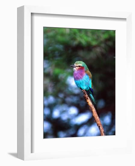 Lilac Breasted Roller, Tanzania-David Northcott-Framed Photographic Print