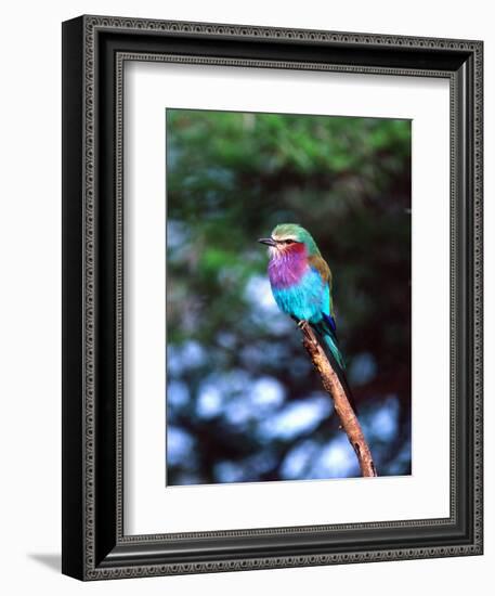 Lilac Breasted Roller, Tanzania-David Northcott-Framed Photographic Print