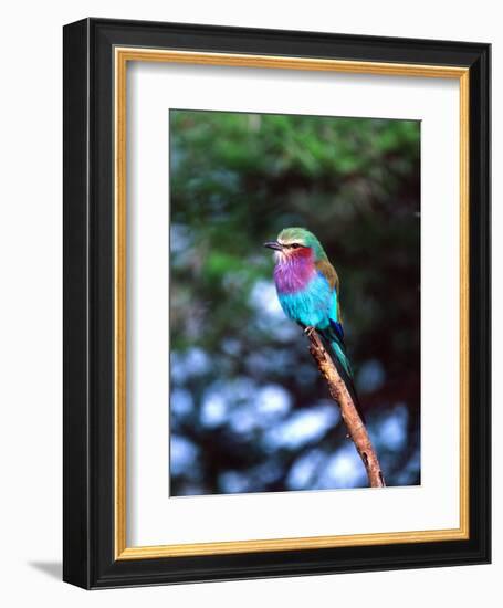 Lilac Breasted Roller, Tanzania-David Northcott-Framed Photographic Print