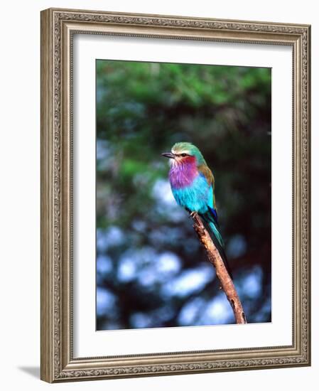 Lilac Breasted Roller, Tanzania-David Northcott-Framed Photographic Print