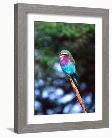 Lilac Breasted Roller, Tanzania-David Northcott-Framed Photographic Print