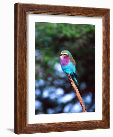 Lilac Breasted Roller, Tanzania-David Northcott-Framed Photographic Print