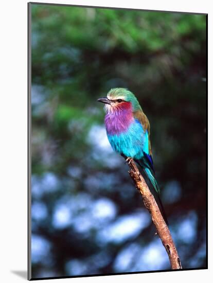 Lilac Breasted Roller, Tanzania-David Northcott-Mounted Photographic Print